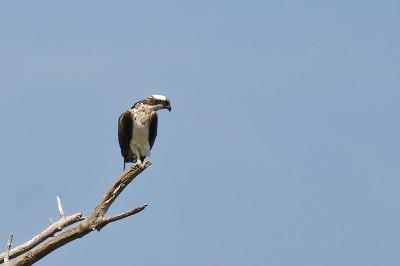 Pandion haliaetus