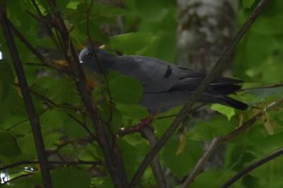 Pigeon colombin