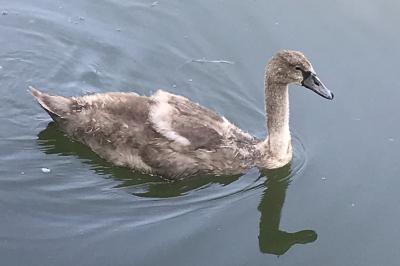 Cygne tuberculé