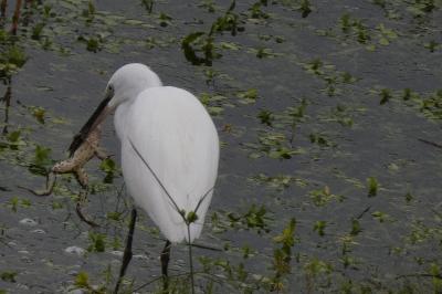 Aigrette garzette