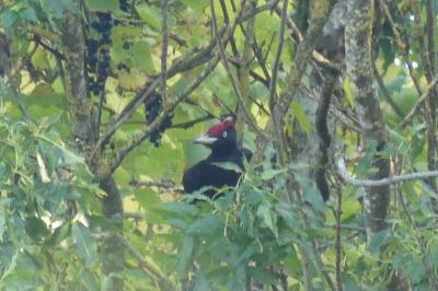Dryocopus martius