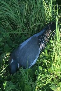 Pigeon ramier