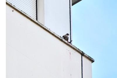 Faucon pèlerin