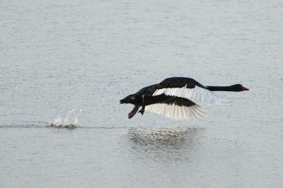 Cygne noir