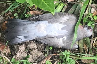 Pigeon ramier