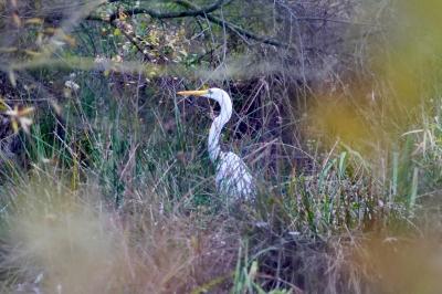 Grande Aigrette