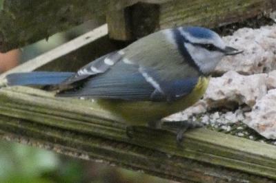 Mésange bleue