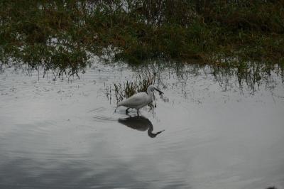 Aigrette garzette
