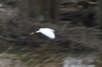 Aigrette garzette
