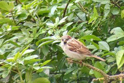 Passer domesticus
