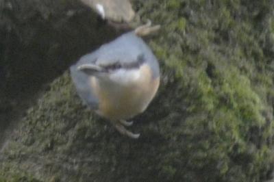 Sittelle torchepot