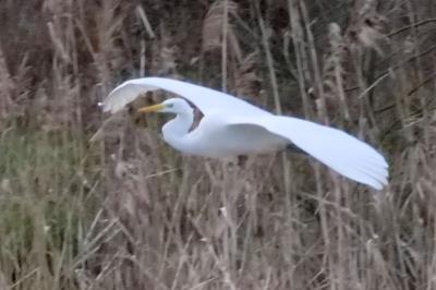 Grande Aigrette