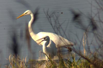Grande Aigrette