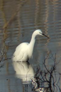 Aigrette garzette