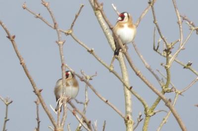 Chardonneret élégant