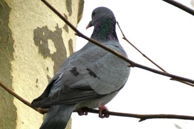 Pigeon colombin