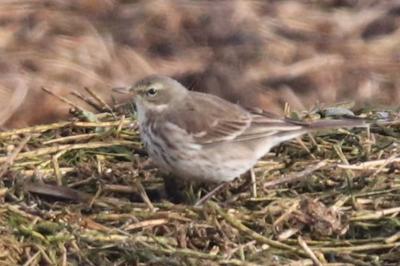 Pipit spioncelle