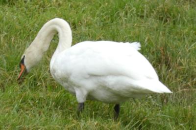 Cygne tuberculé