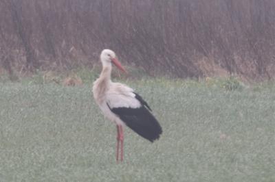 Cigogne blanche