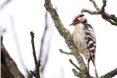 Dendrocopos minor
