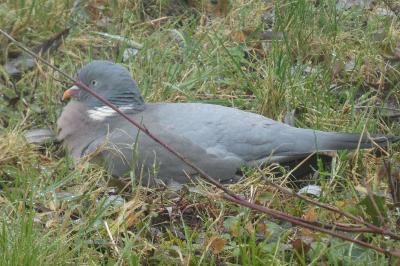 Pigeon ramier