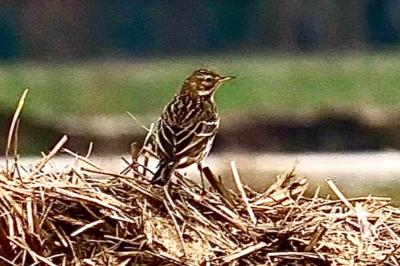 Pipit farlouse