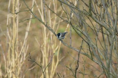 Mésange nonnette
