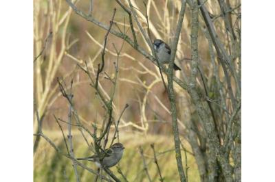 Moineau domestique