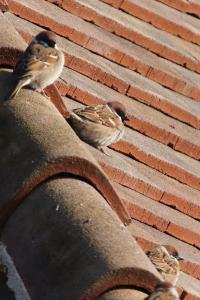 Moineau friquet