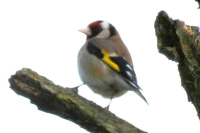 Chardonneret élégant