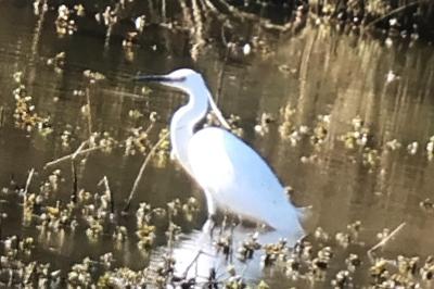 Aigrette garzette