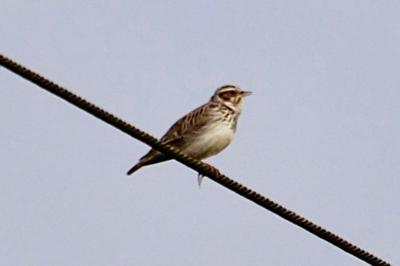 Alouette lulu