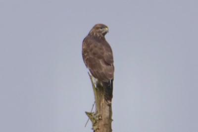 Buse variable