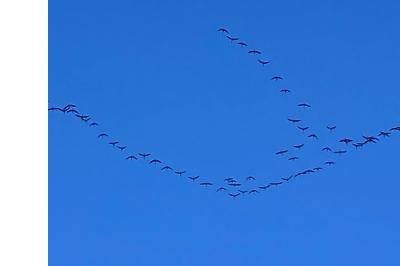 Grue cendrée