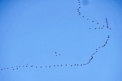 Grue cendrée
