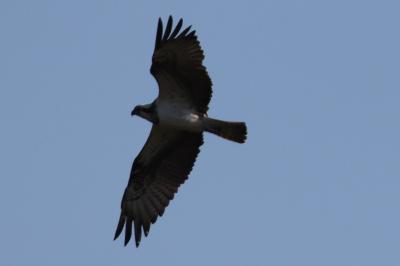 Pandion haliaetus