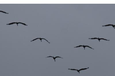 Grue cendrée