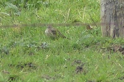 Pipit farlouse