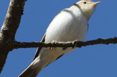 Phylloscopus bonelli
