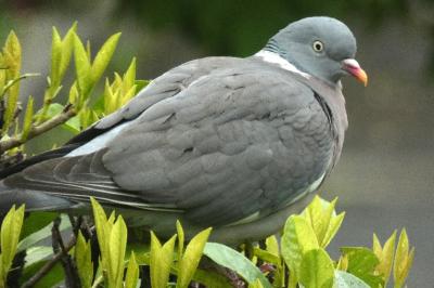 Pigeon ramier