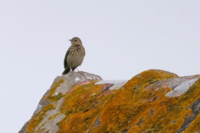 Pipit des arbres