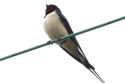 Hirondelle rustique