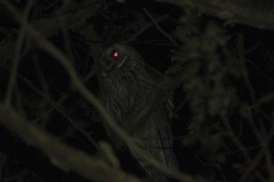 Hibou moyen-duc