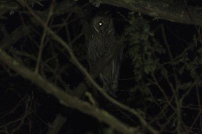 Hibou moyen-duc