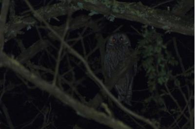 Hibou moyen-duc