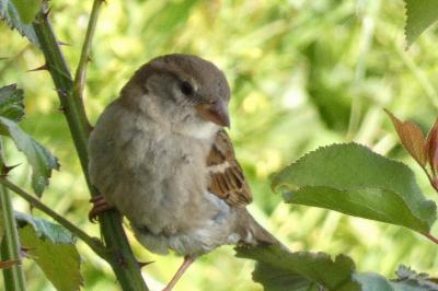 Moineau domestique