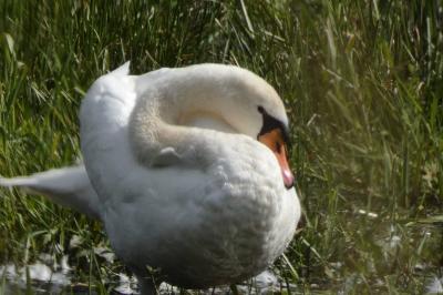 Cygne tuberculé