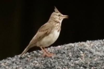Cochevis huppé