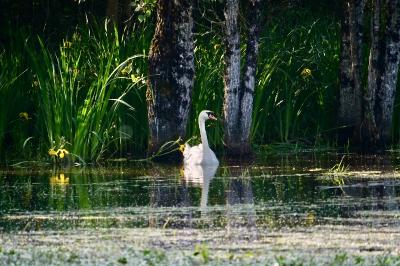 Cygne tuberculé