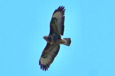 Buse variable